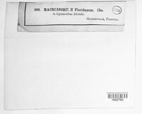 Macrosporium floridanum image